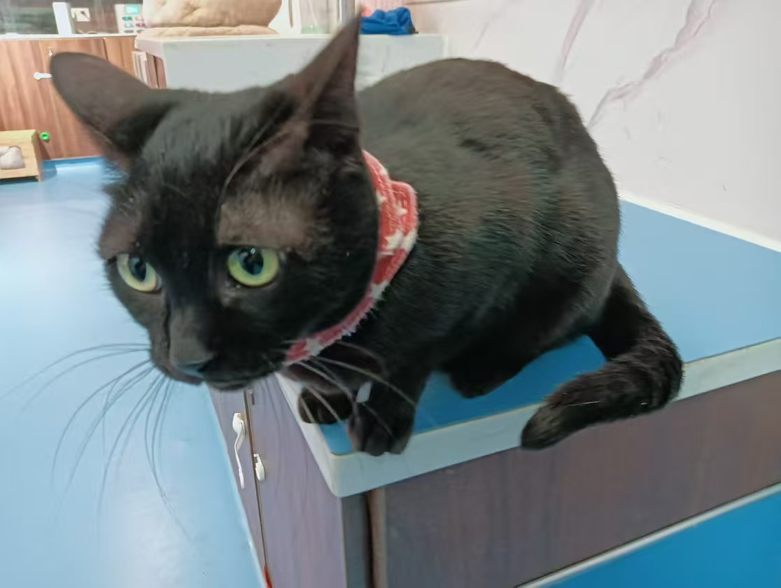 武小协丨黑猫
